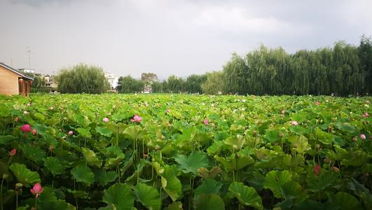 澳门六合彩开奖结果走势图