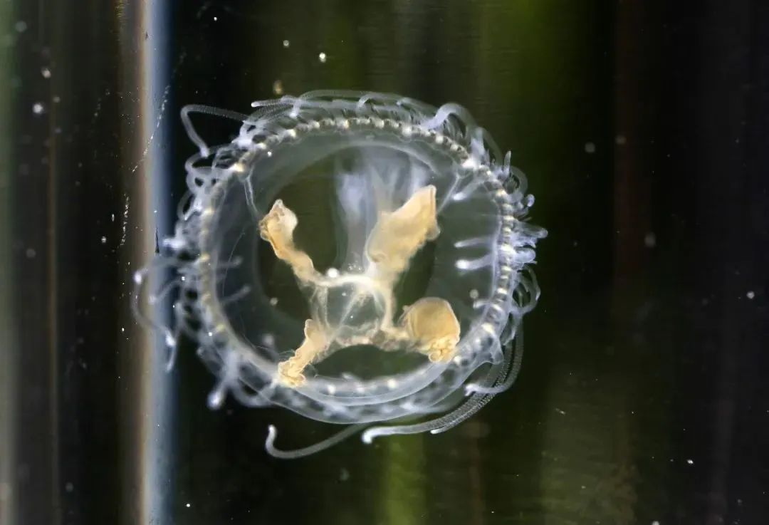 澳门六合彩开奖结果走势图