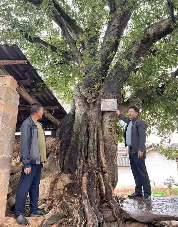 澳门六合彩开奖结果走势图
