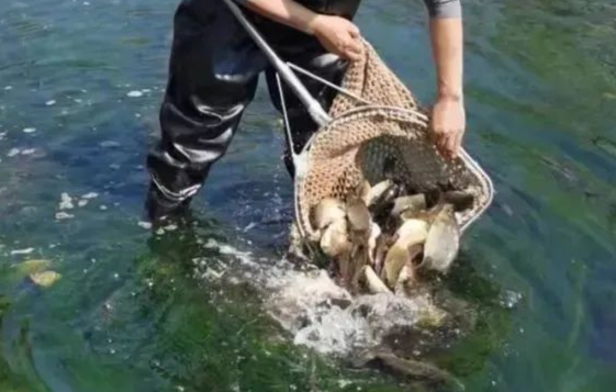 澳门六合彩开奖结果走势图